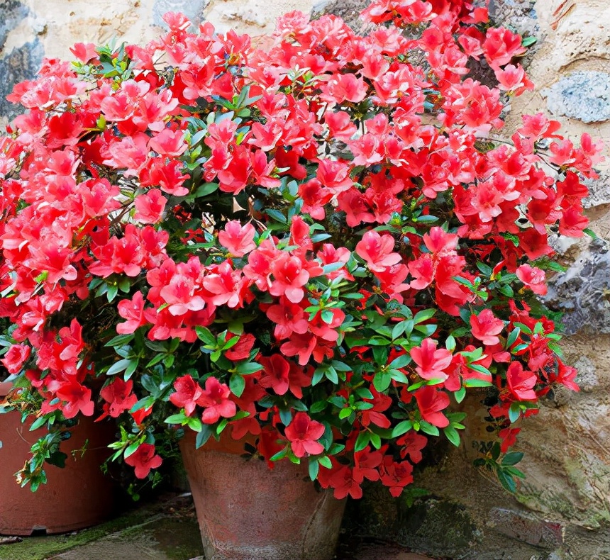 怎样养杜鹃花才能有花蕾,怎样养好杜鹃花