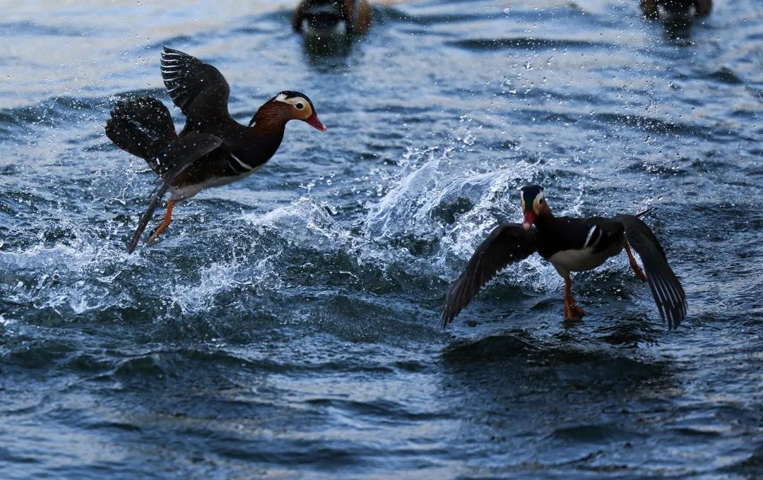 佳能eosr跟rp哪个好,佳能eosr3发布视频