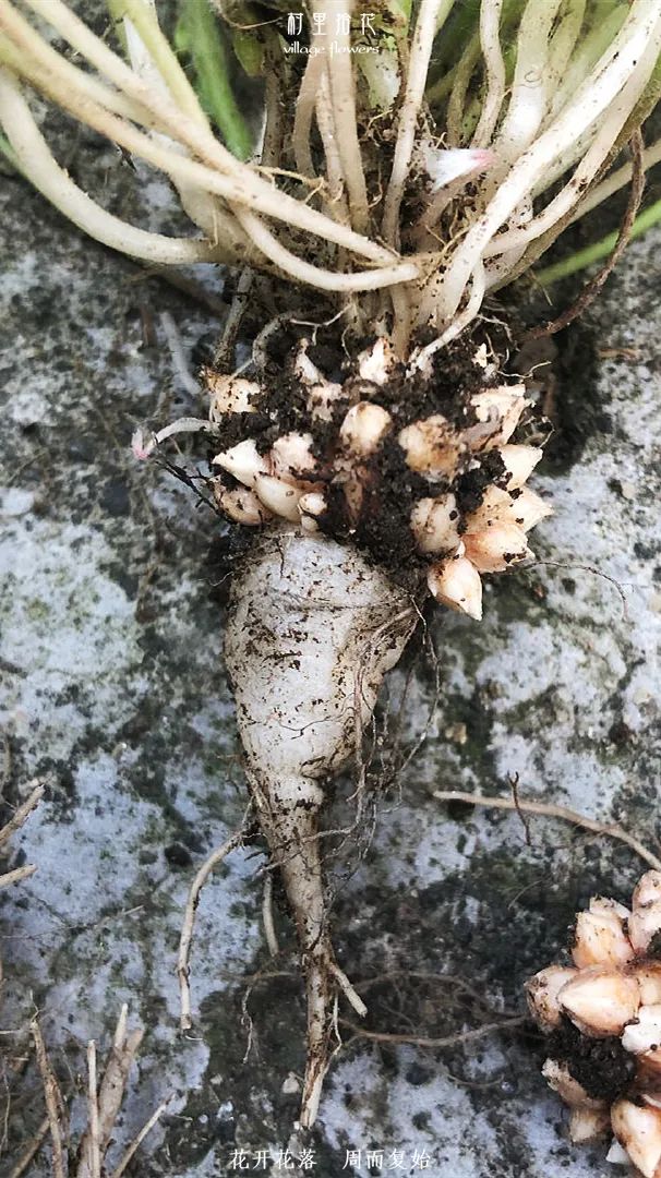 红花酢浆草简介,红花酢浆草喜欢酸性还是碱性土壤