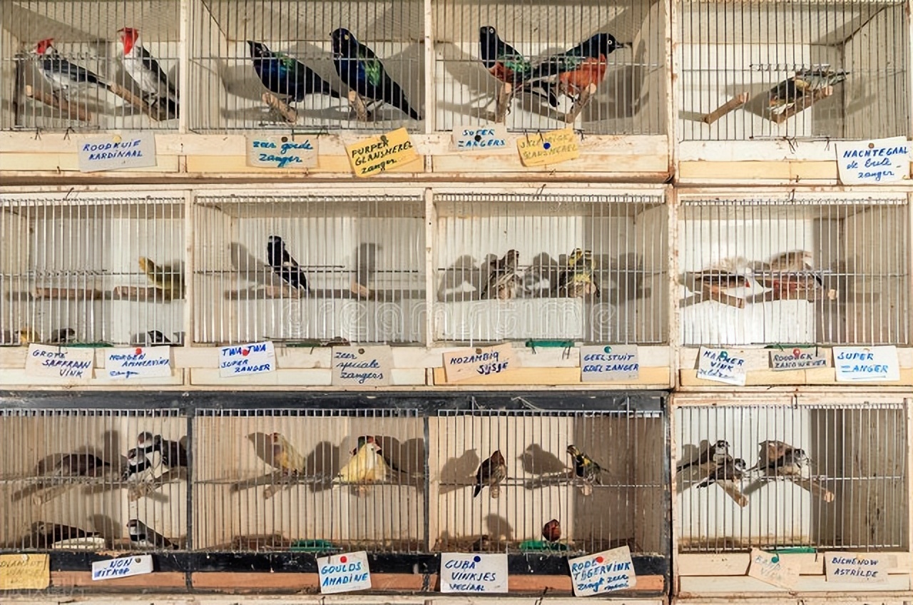 鹦鹉雏鸟中暑了怎么办,养鹦鹉怎么避免鹦鹉热病