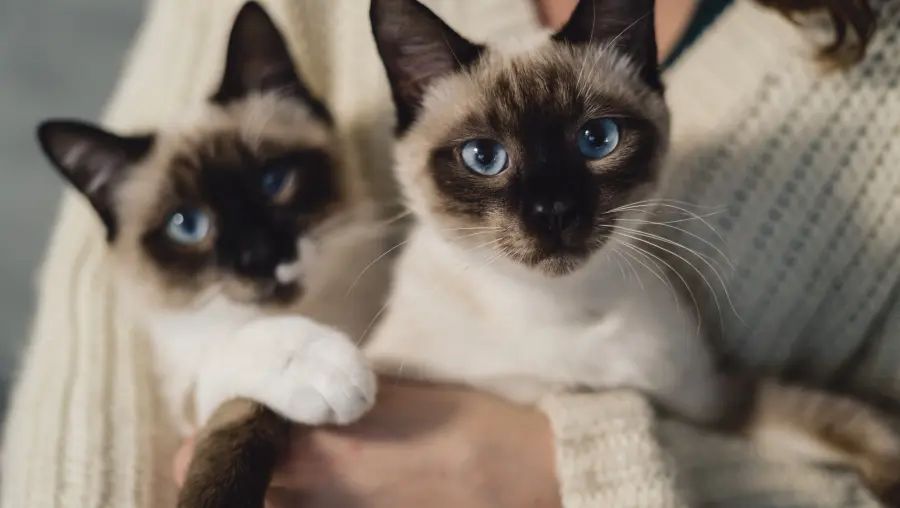 猫咪伤口处理小技巧,给猫咪去粉刺的方法有哪些