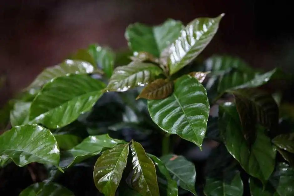 阿拉比卡豆咖啡四大产区,咖啡品种阿拉比卡