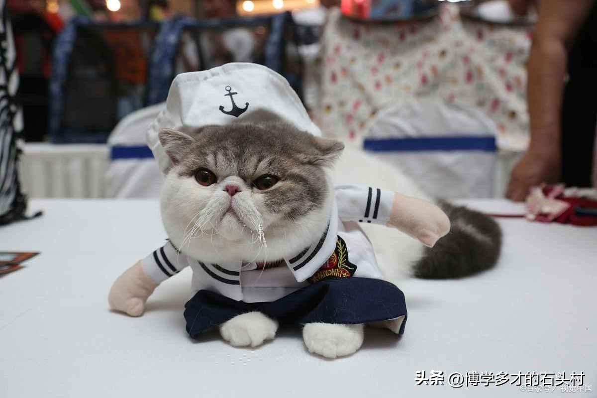 猫咪手攥玫瑰的表情什么意思,为什么猫咪没有喜怒哀乐的表情