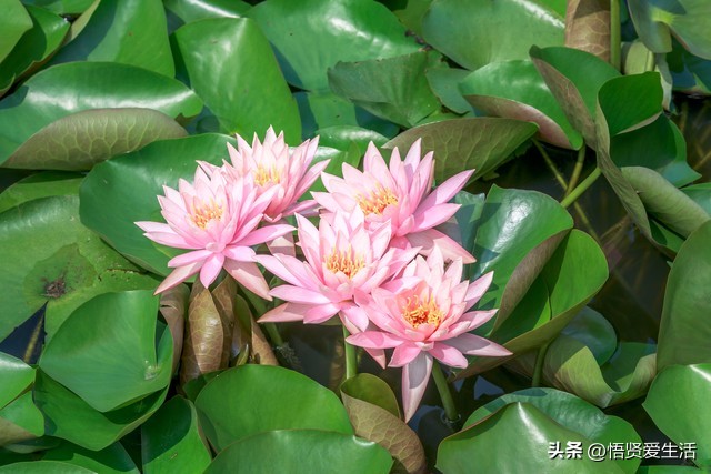 一年四季开花抗晒的花,四季开花耐寒耐晒的花推荐