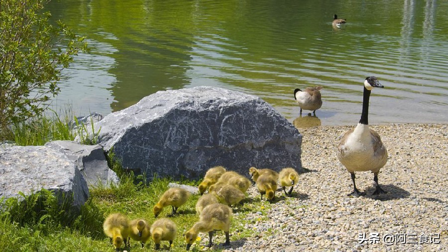 农村闷声赚钱行业,适合农村最赚钱的独门小生意