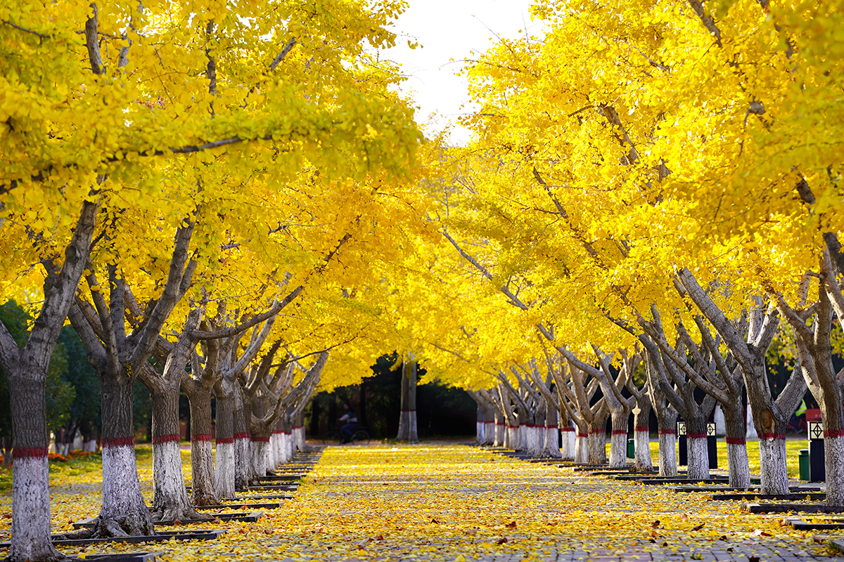 郑州大学创新创业申报与要求,郑州大学教改项目