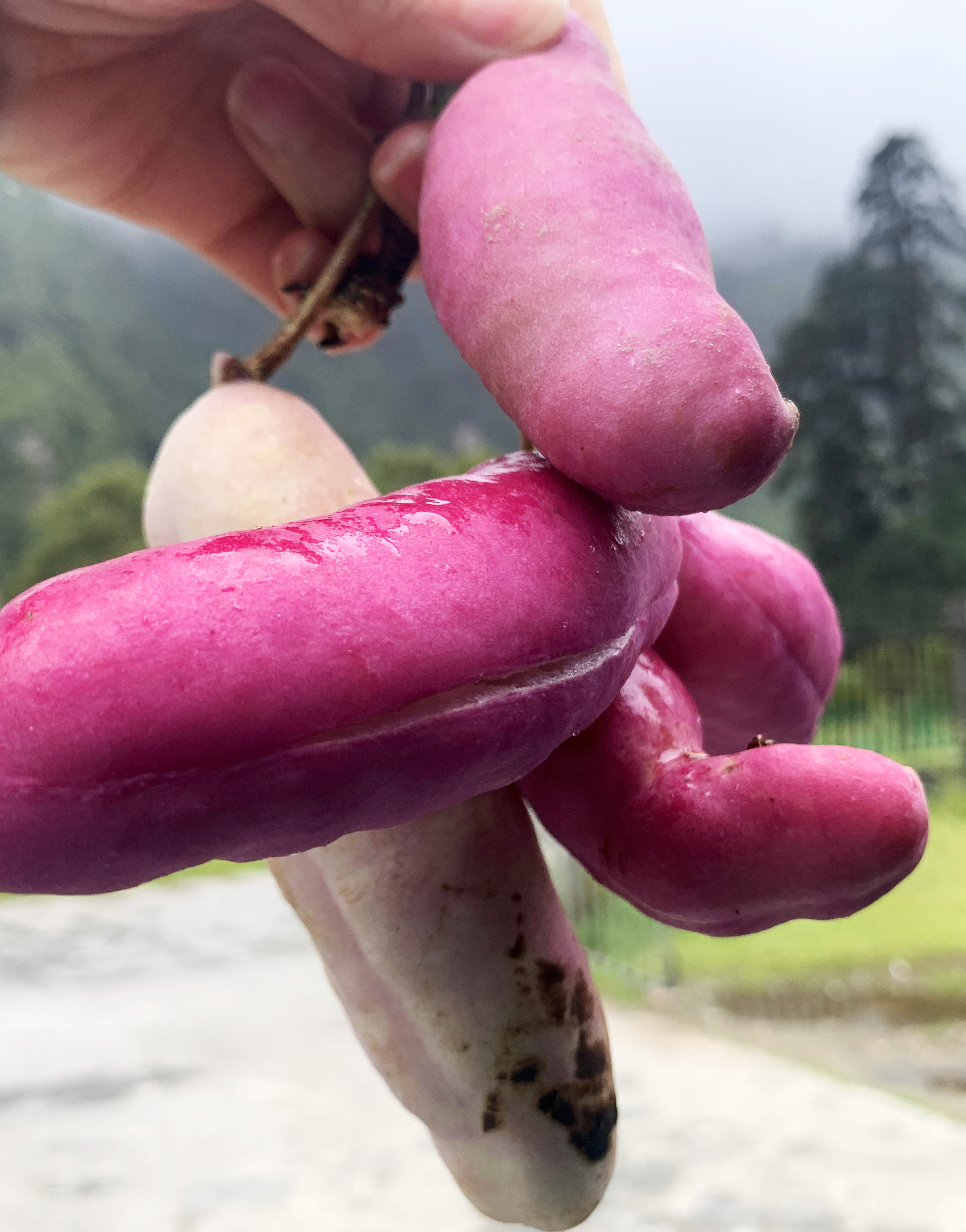 云南最高海拔的茶叶,海拔最高的茶叶产地在哪里