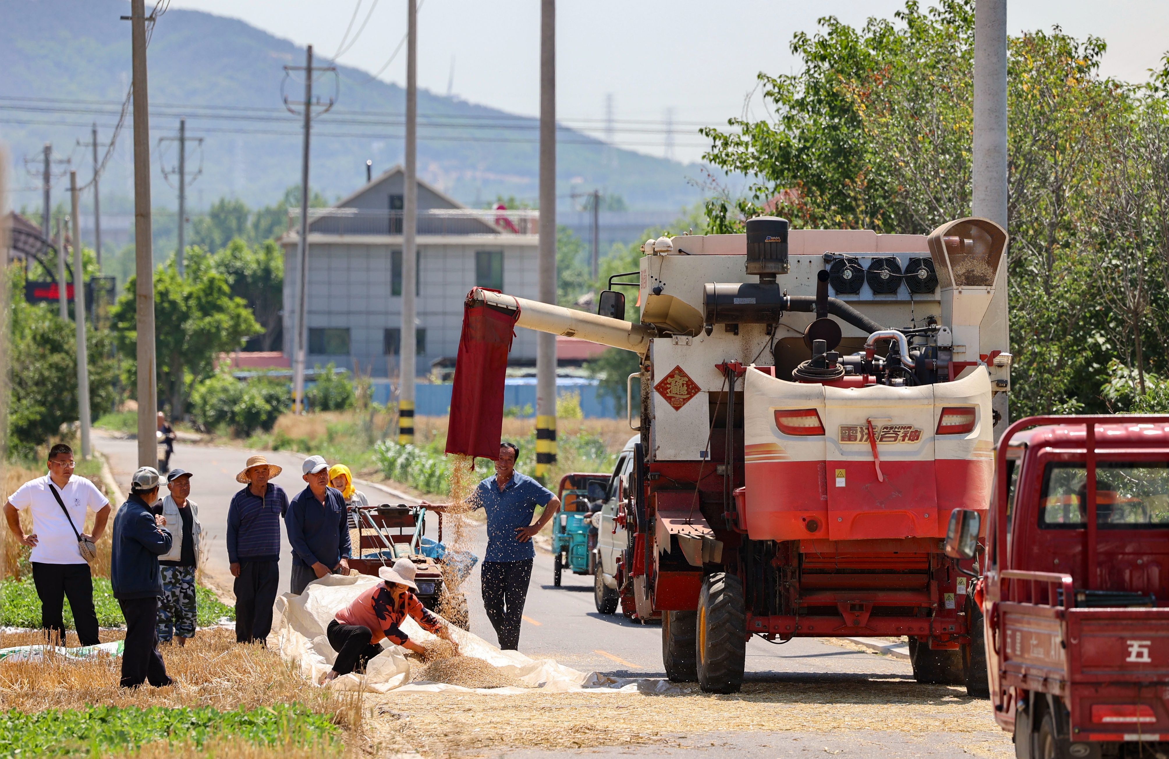 小麦丰收的画卷在错水河畔铺展，徐村麦浪滚滚，“丰”景如画