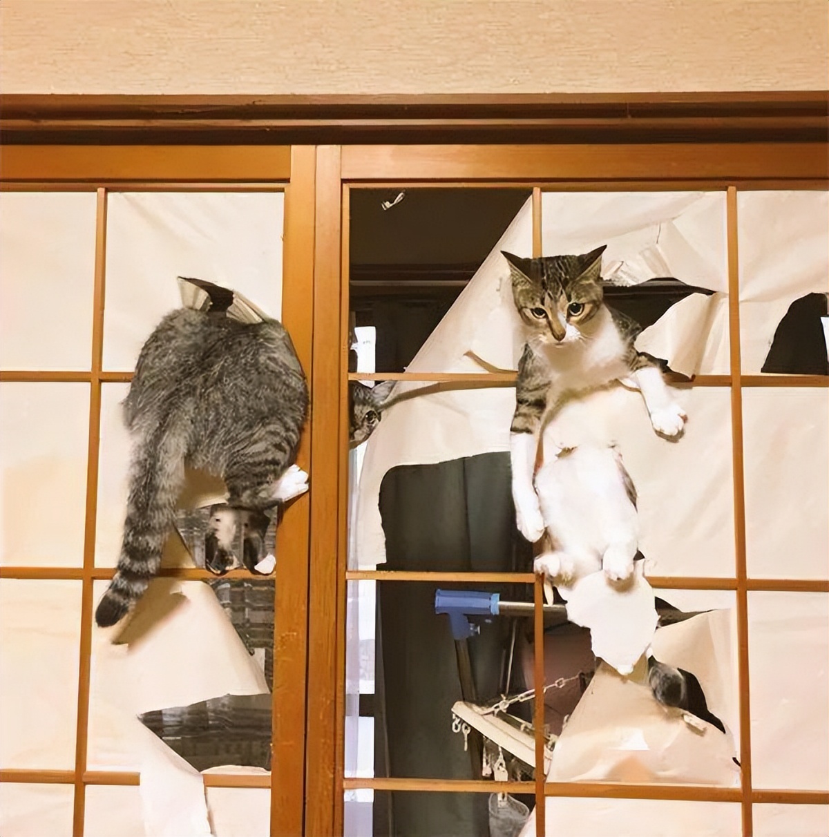 一只猫在家里会不会孤单,猫在你家过得很好的表现