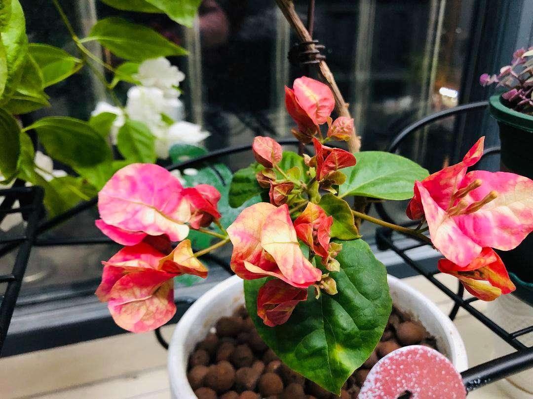 10种公认最好养的花三角梅,十种勤花三角梅