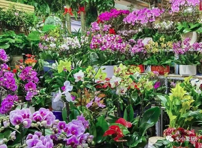 北京最美的花鸟市场,北京值得逛的花鸟市场