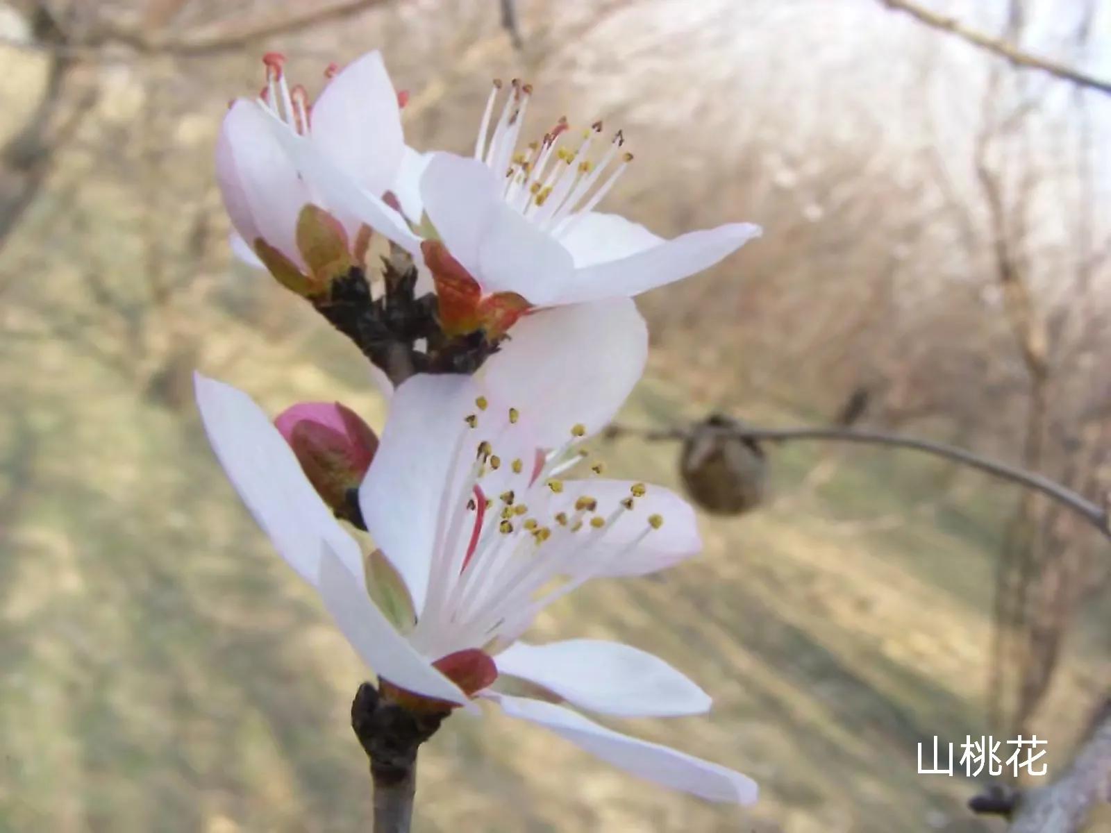 100种花草图片欣赏,50种花草图片大全