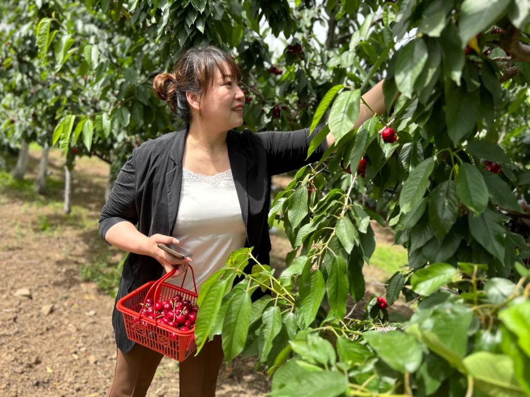 北京昌平樱桃采摘园,京郊樱桃采摘推荐