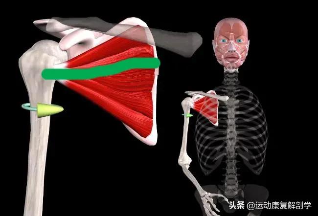 肩袖肌群之——肩胛下肌的不同角度训练