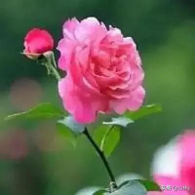 五颜六色的花朵养眼舒心,灵动秀美的花朵图片