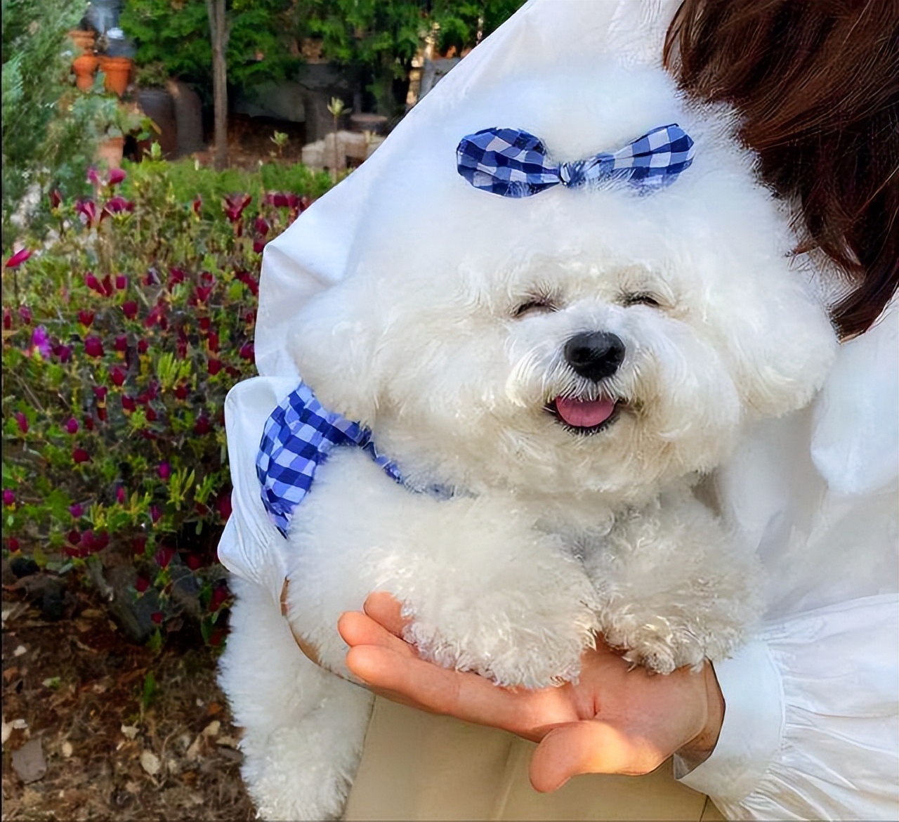 千万别让比熊犬“流浪”的原因，看下去，希望你珍惜