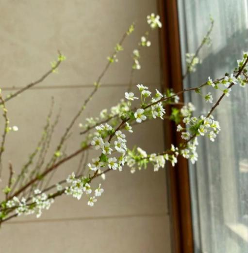 网红干树枝,网红水培干枝树