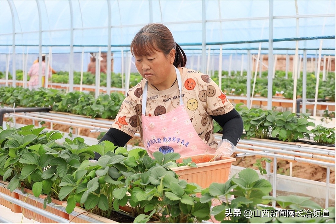 董家营草莓基地,董家草莓基地