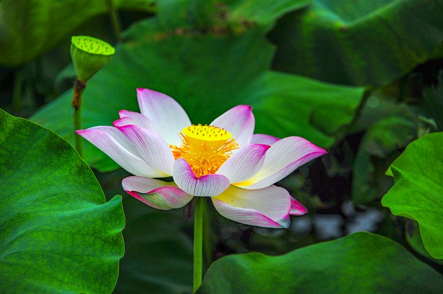 古诗词中的荷花别名,关于描写荷花的古诗都有哪些