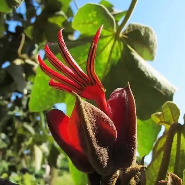 罕见漂亮的鲜花,全球最漂亮的鲜花
