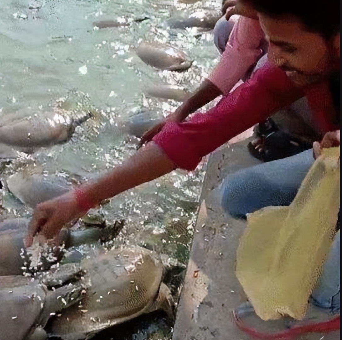 巴西龟是入侵物种为什么还要养,巴西龟可以吃蓝色小龙虾吗