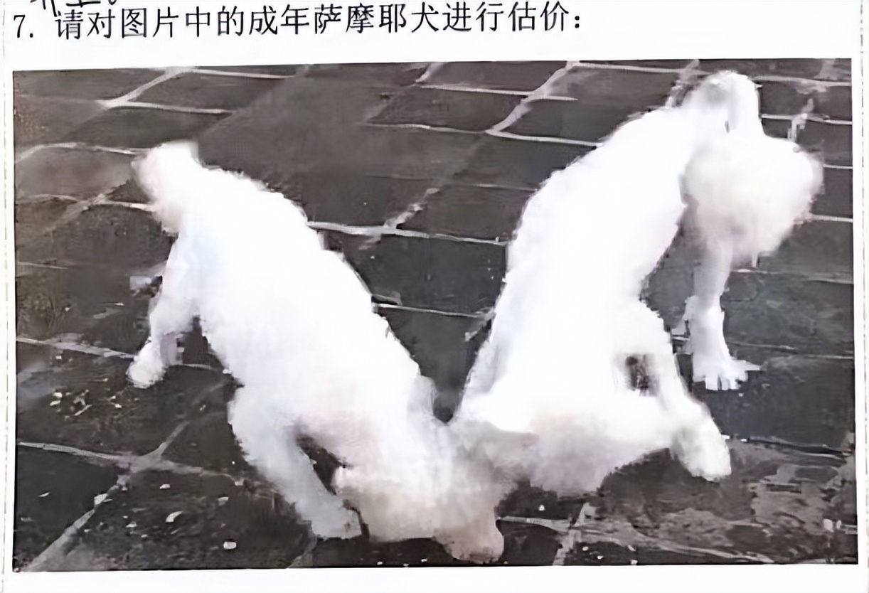 夫妻救助两条弃犬被控盗窃罪文书,喂养弃狗判刑后续