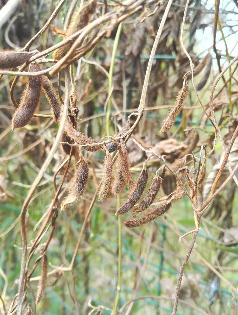 我国的野大豆究竟多重要？美国用1粒我国野豆，改变全球大豆格局