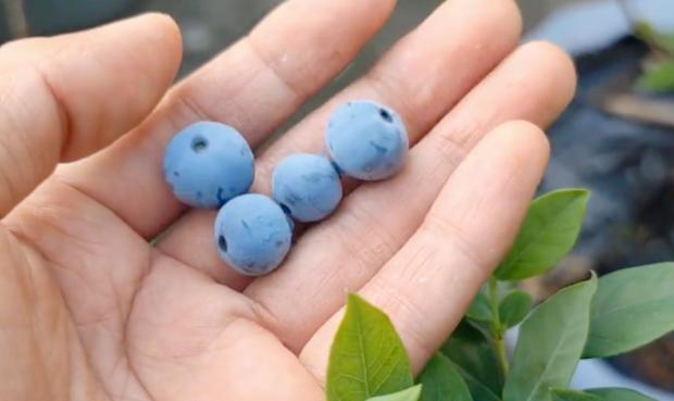 老年人记忆力差健忘怎么办,上了年纪记忆力越来越差怎么办