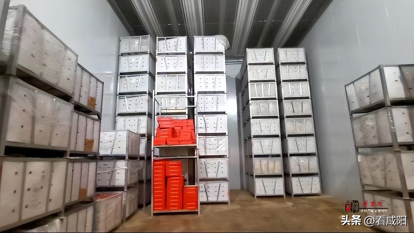 彬州市苹果产业,彬州苹果