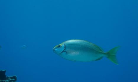 大连渔业发展,大连有多少种鱼类