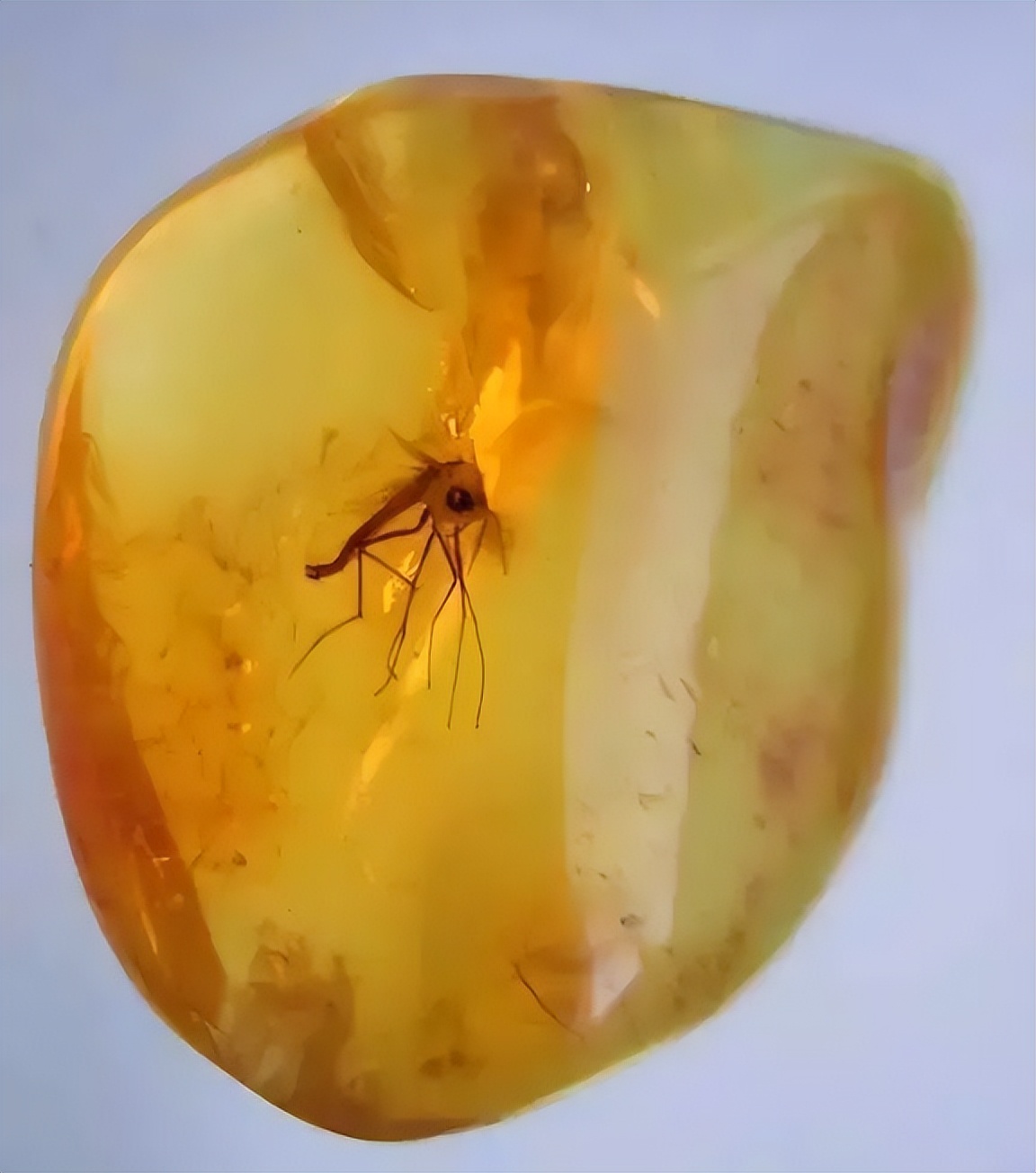 琥珀的相关知识有哪些,琥珀玛瑙知识