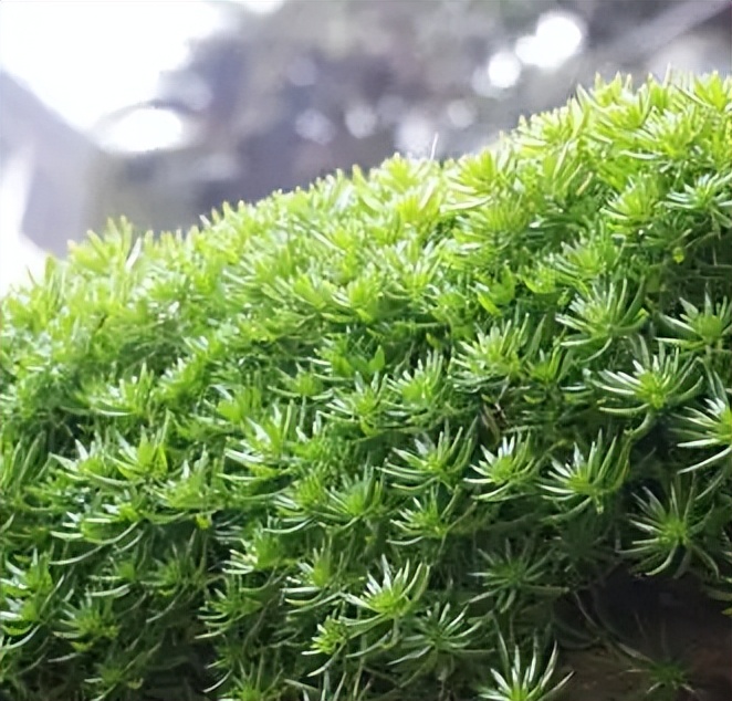 「干货」暑去秋来，庭院草坪养护技巧