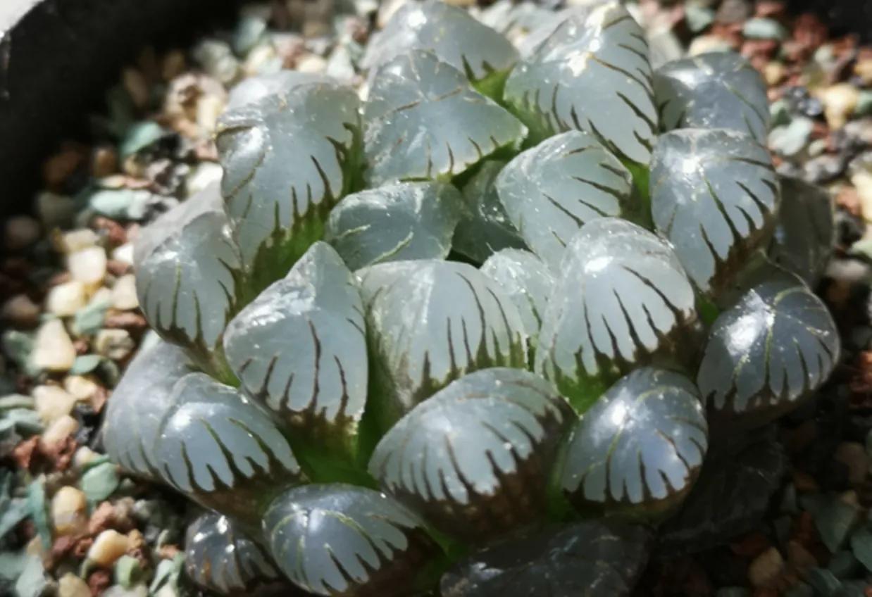 玉露怎么防止徒长,玉露闷养的正确方法