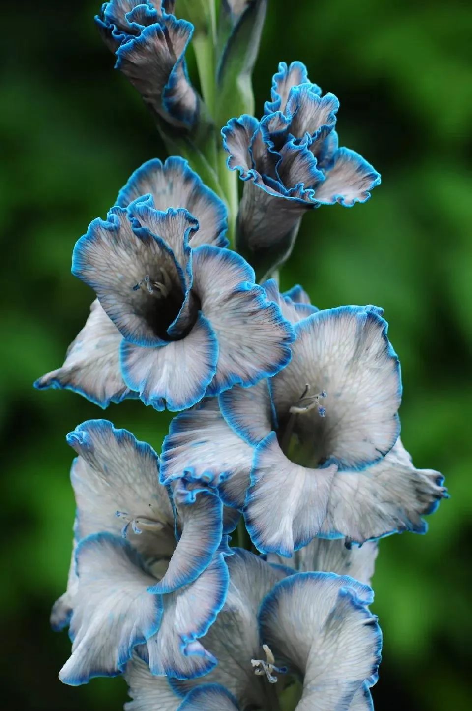 剑兰，锦绣山河，如花美剑｜花名册No.00179