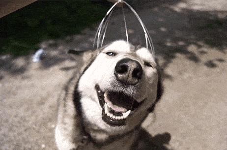 狗狗身上有四处“摸不得”，当心心理问题找上门