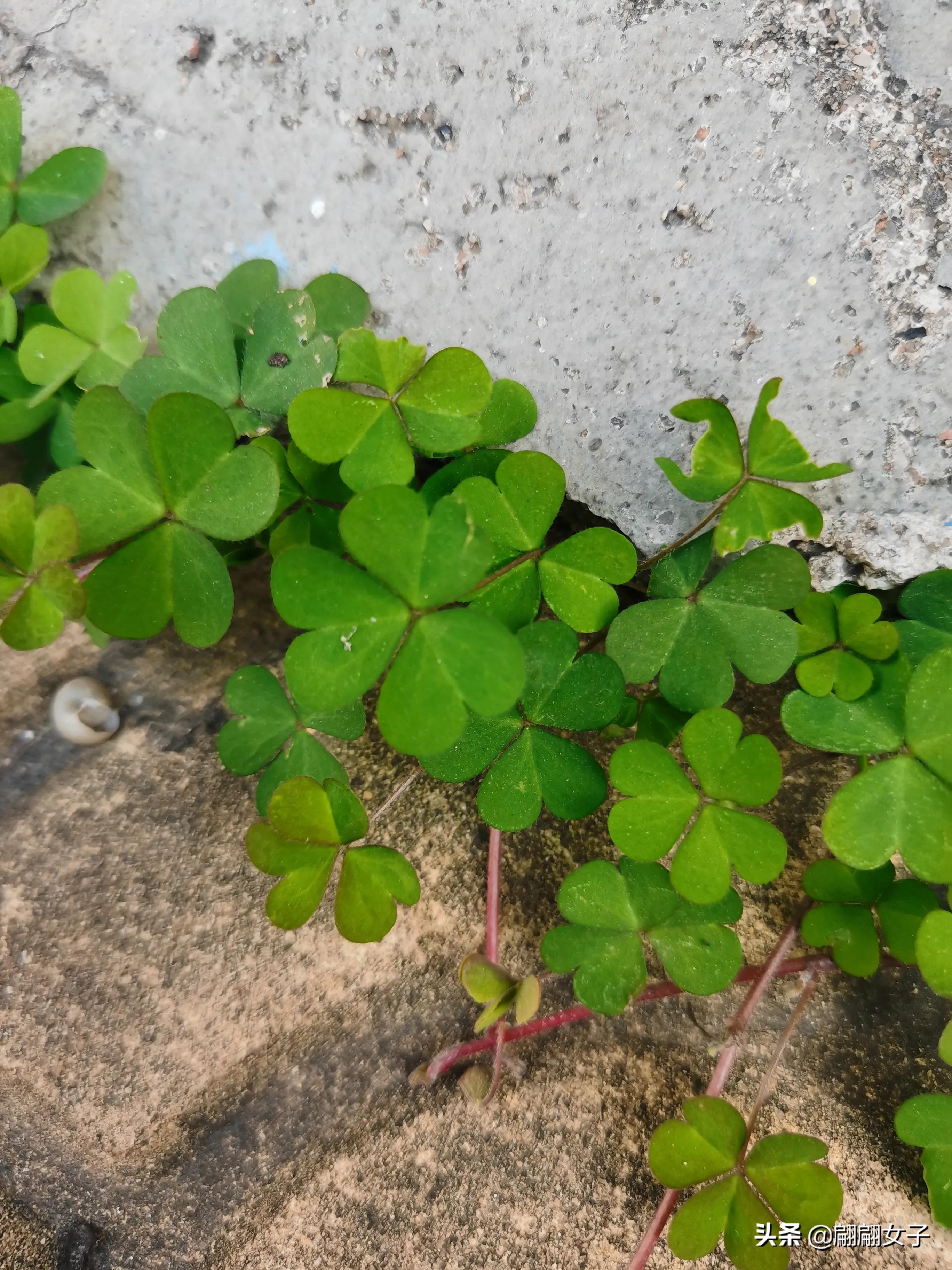 四叶草代表的愿望,四叶草象征着幸运和希望说一句话