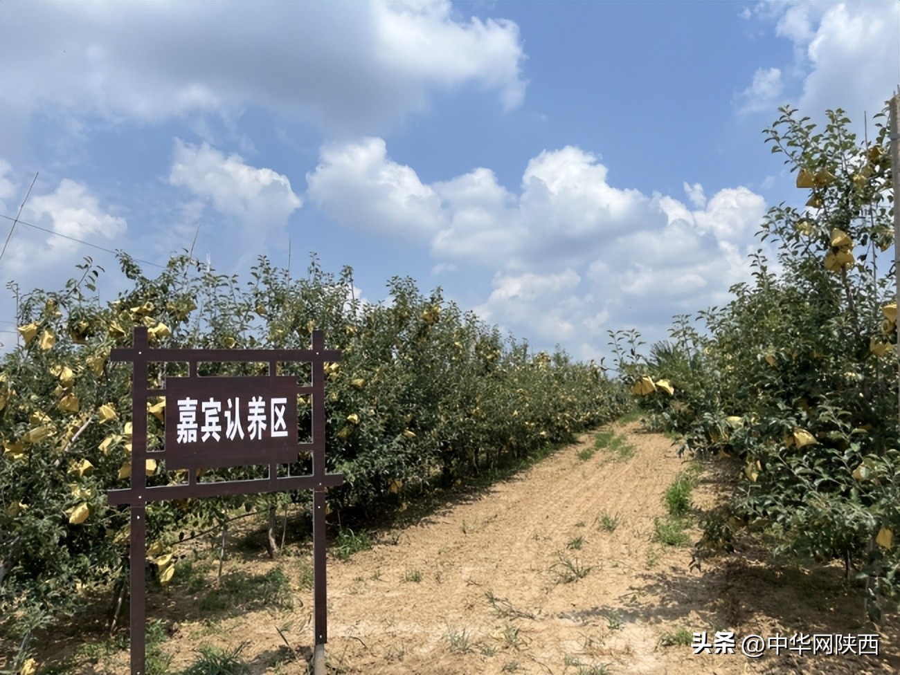 益起来公益捐步截图,益起来种树