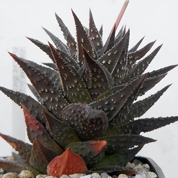 102个大类近500个多肉植物图片，都极其美丽，建议在家中也养一盆