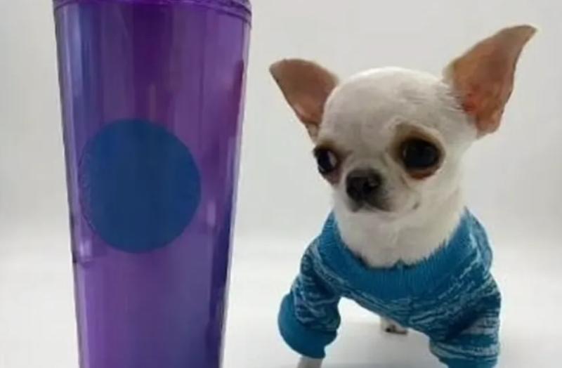 世界上最矮的狗狗是谁,世界上最矮的狗是什么狗