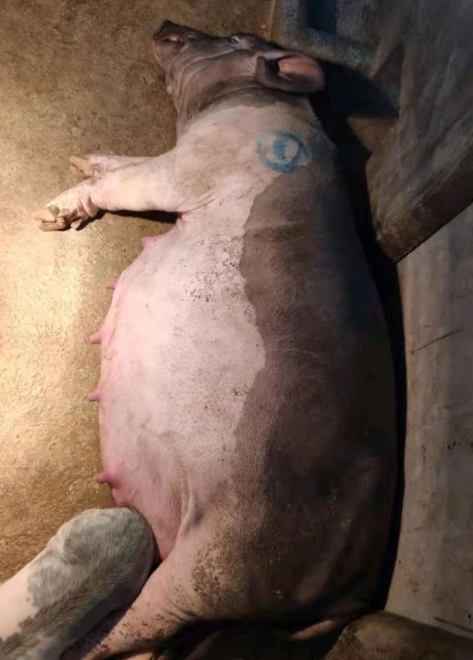 母猪肚子胀气该怎么办,哺乳母猪肚子胀怎么回事