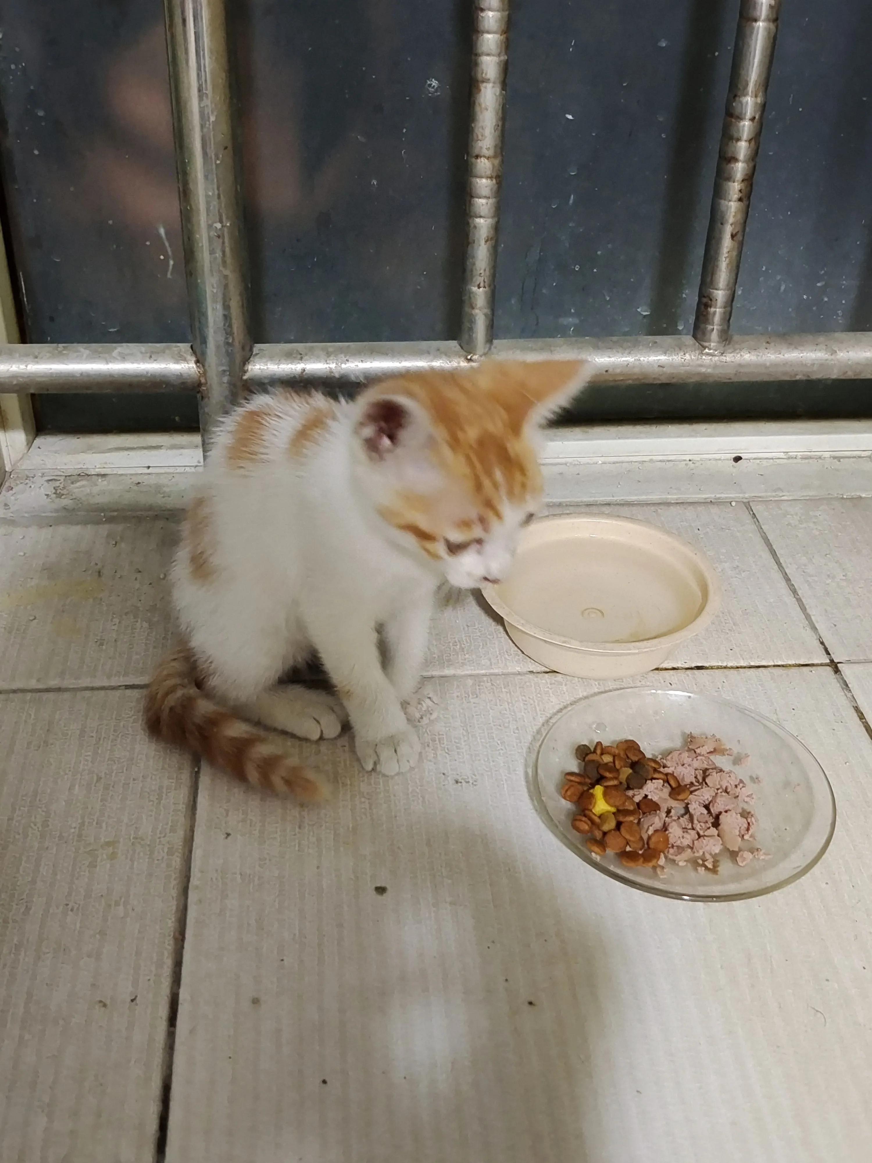 捡了一只小猫怎么养,又捡了一只小野猫怎么办