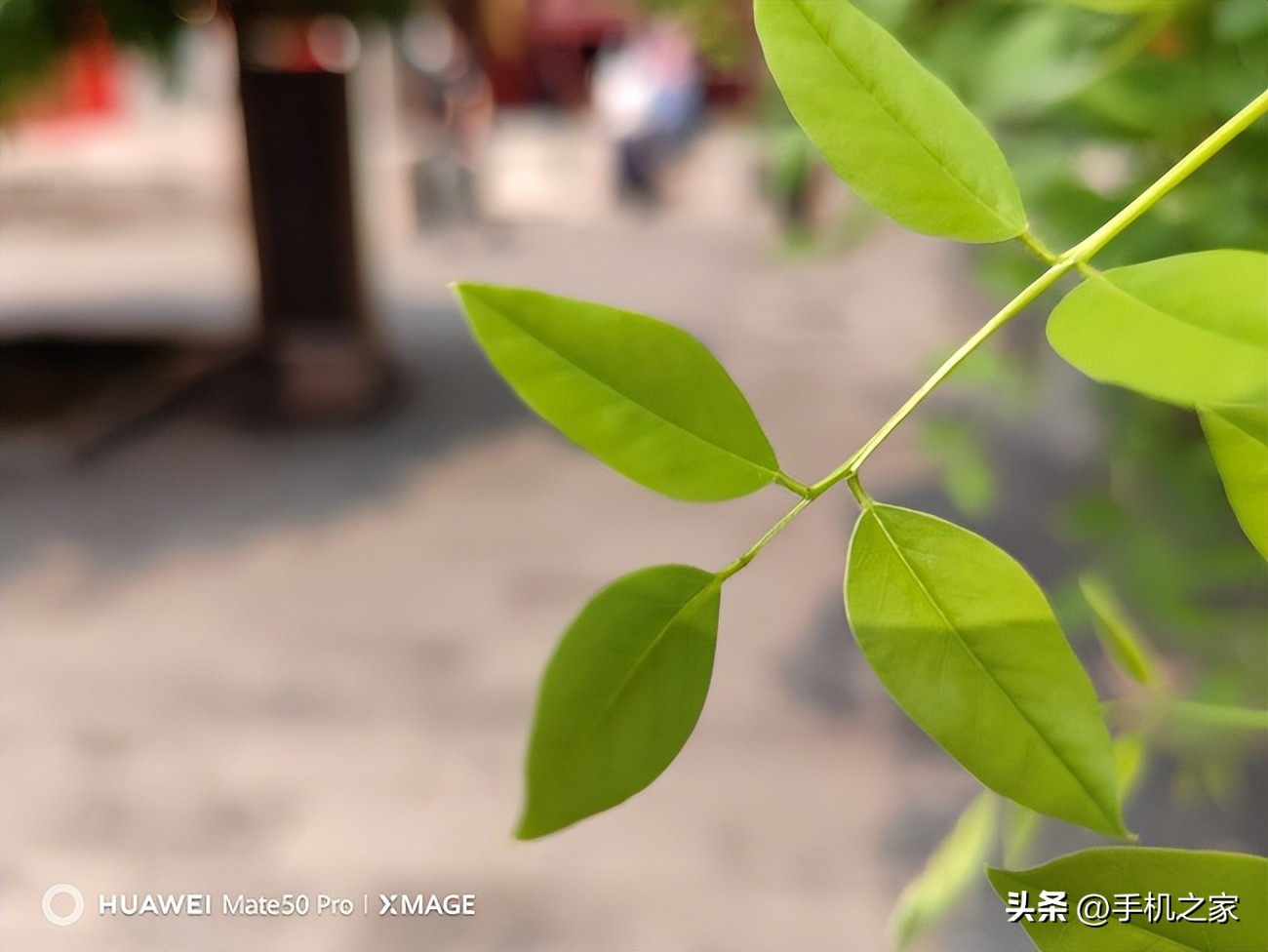 心心念念的华为mate50pro终于到手了,日常使用值得买华为mate50pro吗