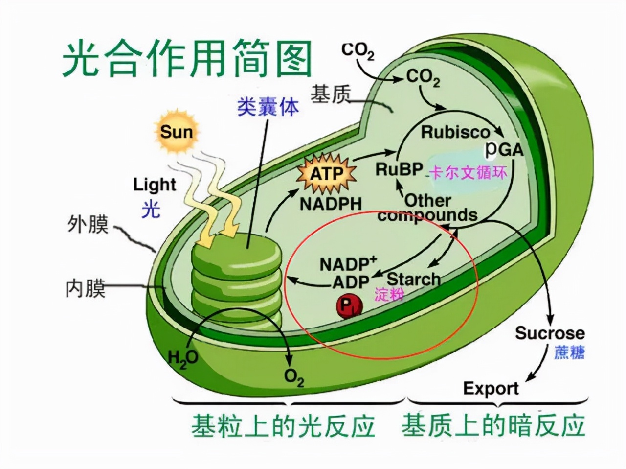 关于人造淀粉,人造淀粉是伪科学