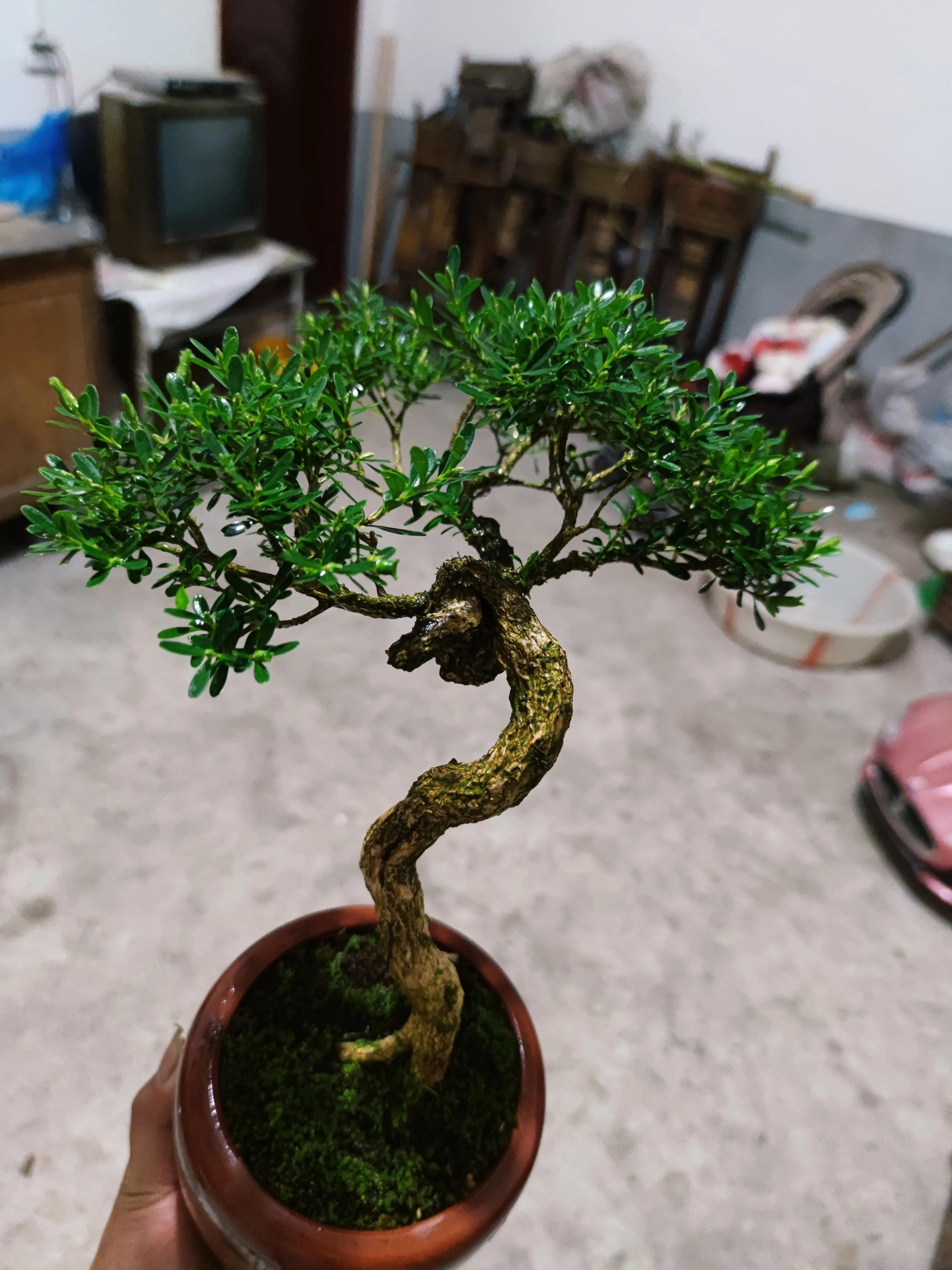 门前栽什么树聚财招财,门口种树富几代人