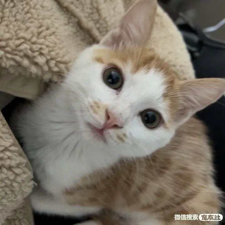 同城附近宠物店领养*养送**平台, 无偿幼猫咪狗狗救助-1231宠友社