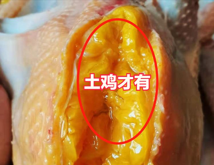 家里杀鸡时，鸡肚里有一块黄油，该扔掉还是吃掉？看完长见识了
