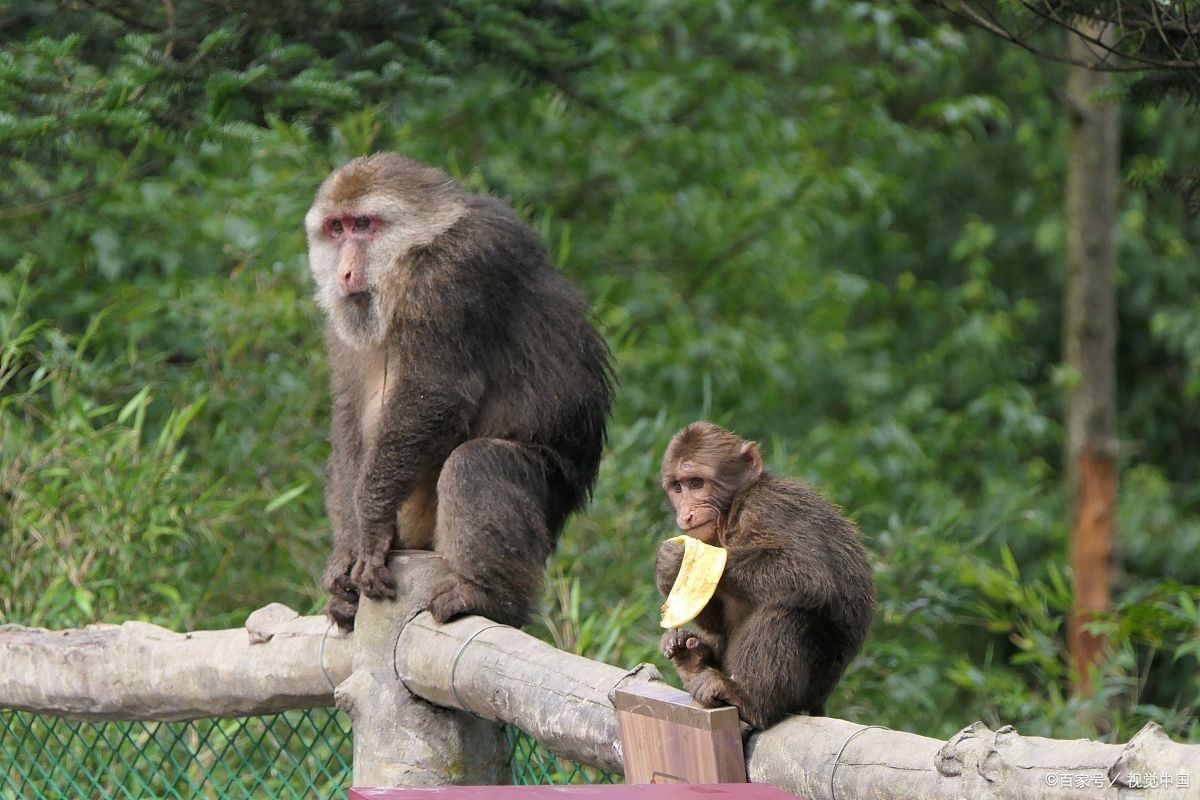 怒江金丝猴和峨眉猴干架,金丝猴遇上峨眉山猴子会发生什么