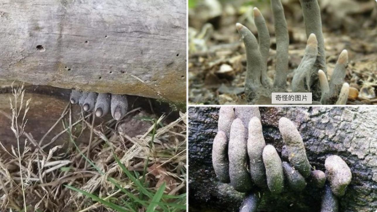 青蛙吞食毒蜘蛛,青蛙吃蜘蛛会不会被毒死