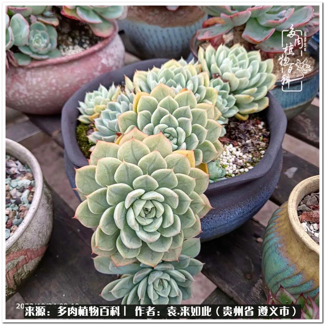 多肉和鲜花并存更养眼,最养眼的多肉品种