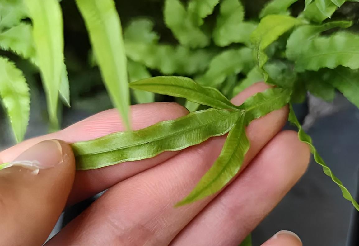 长在水沟边的草药图片有点像竹叶,长在井边的草药